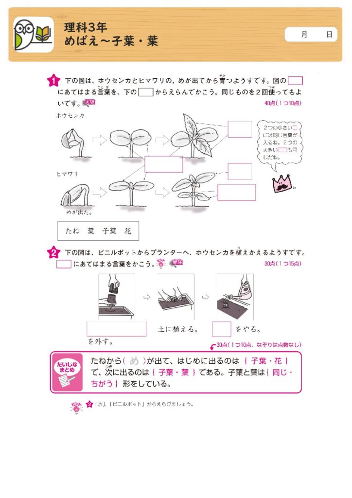 理科3年
めばえ～子葉・葉