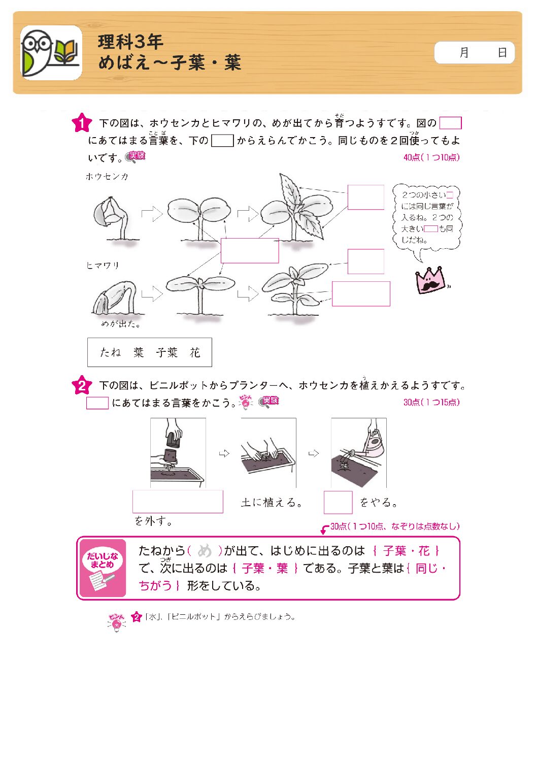理科3年
めばえ～子葉・葉