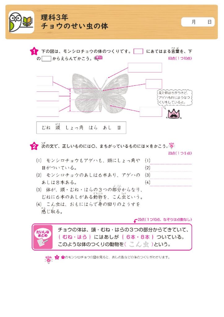 理科3年
チョウのせい虫の体