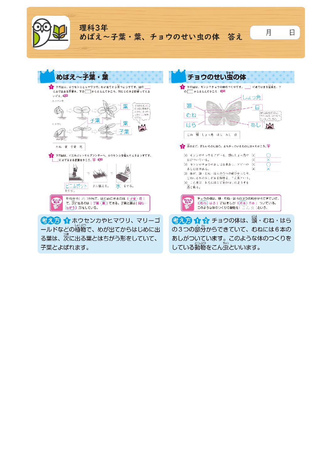 理科3年 
めばえ～子葉・葉、チョウのせい虫の体 答え