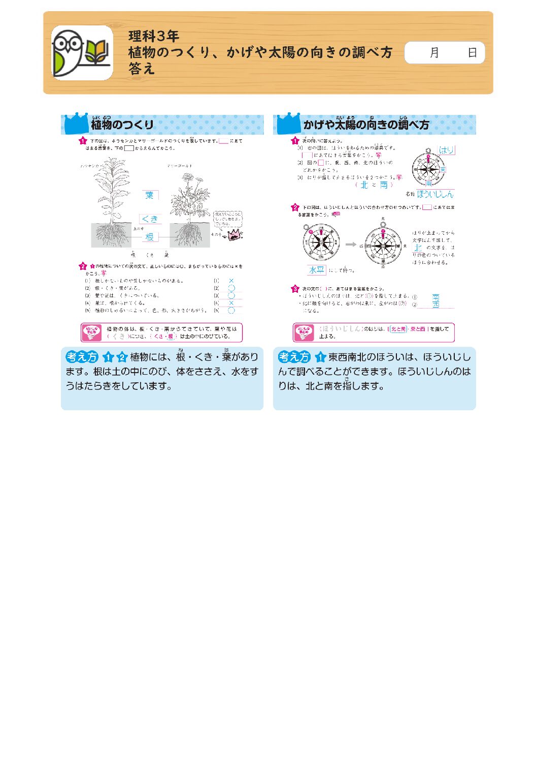 理科3年 
植物のつくり、かげや太陽の向きの調べ方 
答え